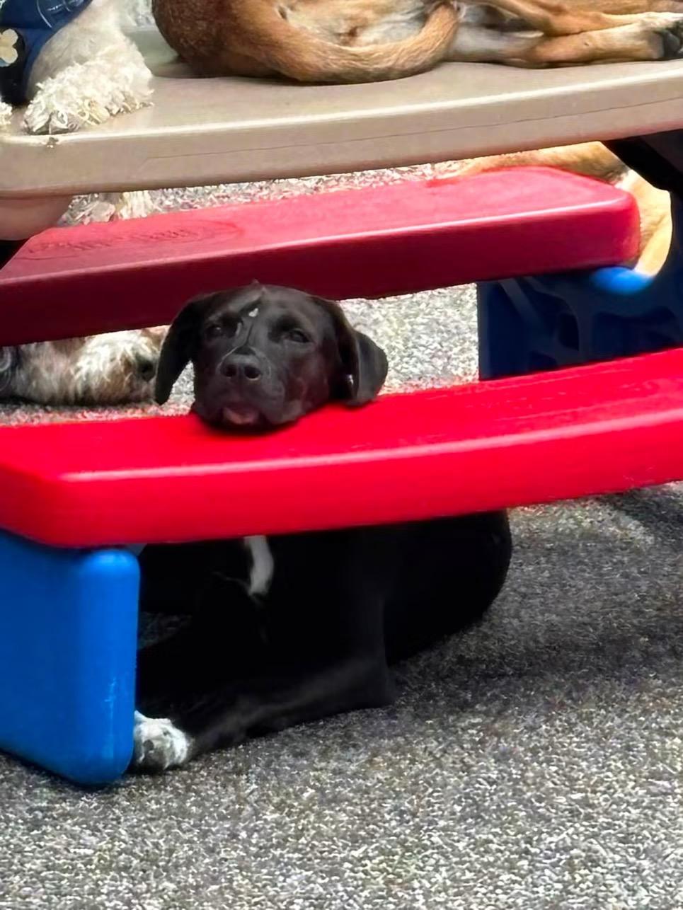 Waived Fee Jimbo in NH. Come Meet our Adoptable Dogs Wednesday-Saturday. More info in Bio, ADOPTABLE, Puppy Male Black Labrador Retriever.