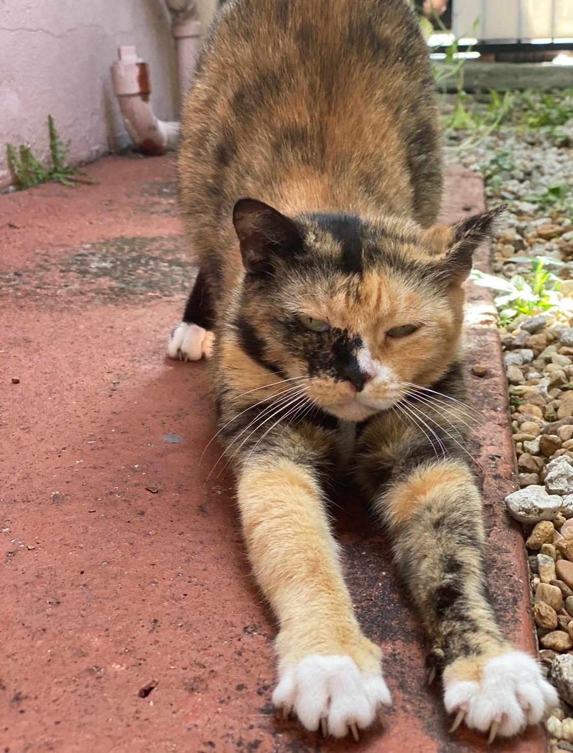 Enlarge Ravioli, a ADOPTABLE Calico in Boston, MA image 3/3
