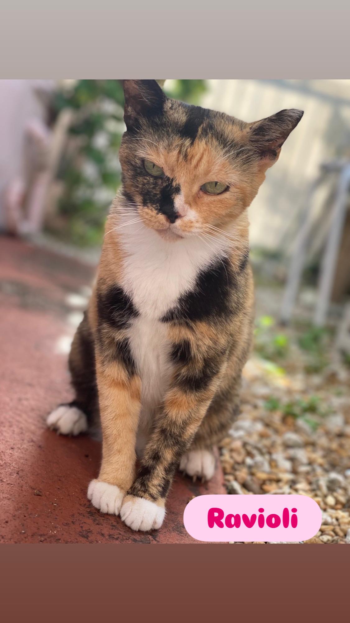 Enlarge Ravioli, a ADOPTABLE Calico in Boston, MA image 2/3