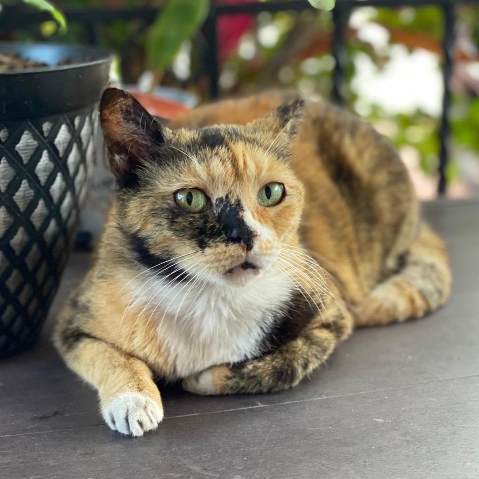 Ravioli, ADOPTABLE, Young Female Calico.