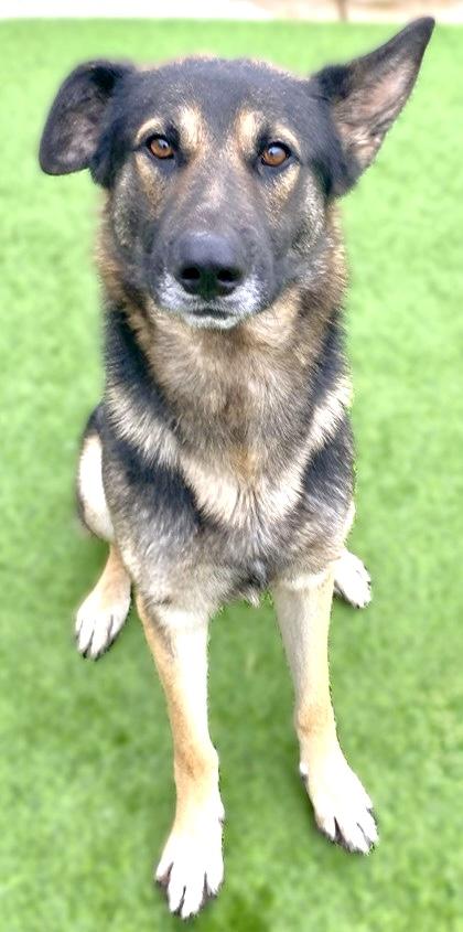 Enlarge Rob, a Adoptable mixed breed in Fort Worth, TX image 1/3