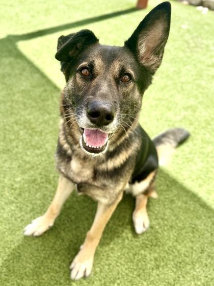 Enlarge Rob, a Adoptable mixed breed in Fort Worth, TX image 2/3