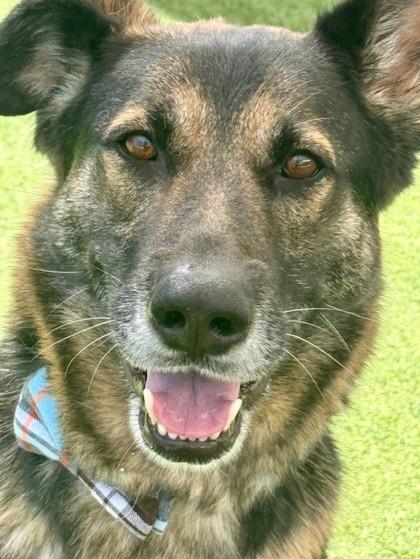 Enlarge Rob, a Adoptable mixed breed in Fort Worth, TX image 3/3