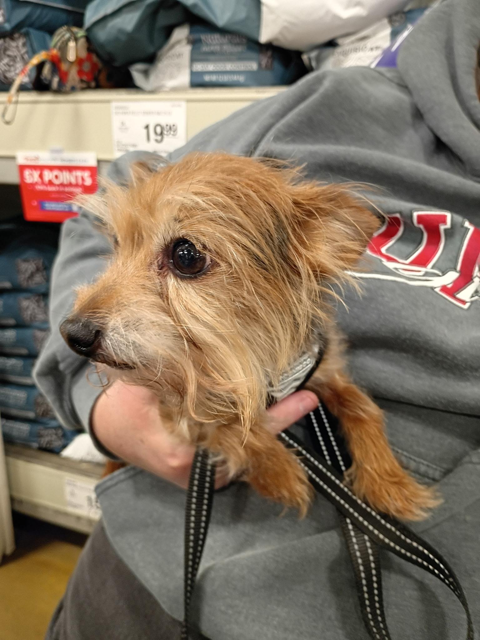 Squirt - 4.4 lbs!, an adopted mixed breed in Tulsa, OK image 4/4