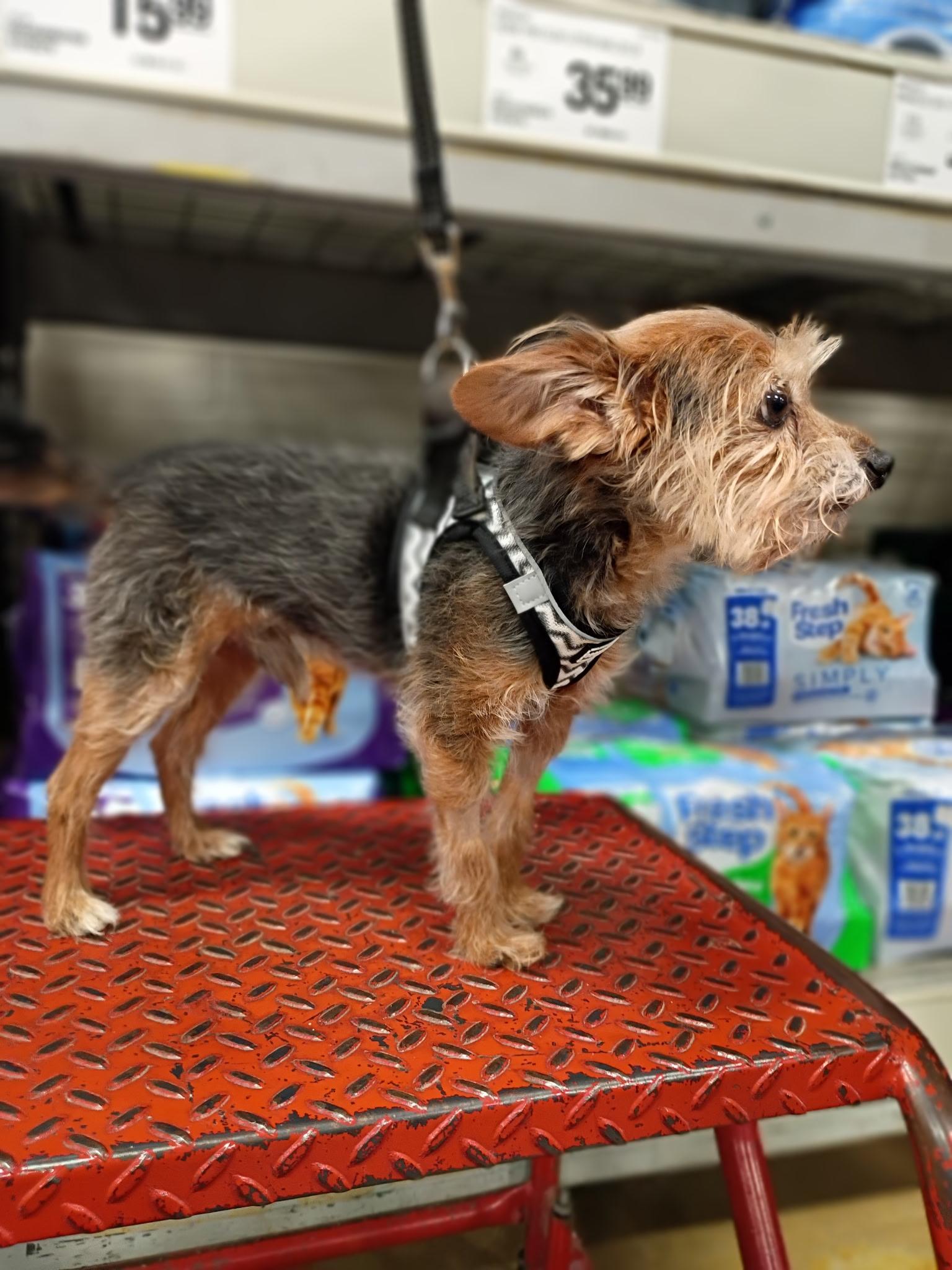 Squirt - 4.4 lbs!, an adopted mixed breed in Tulsa, OK image 2/4