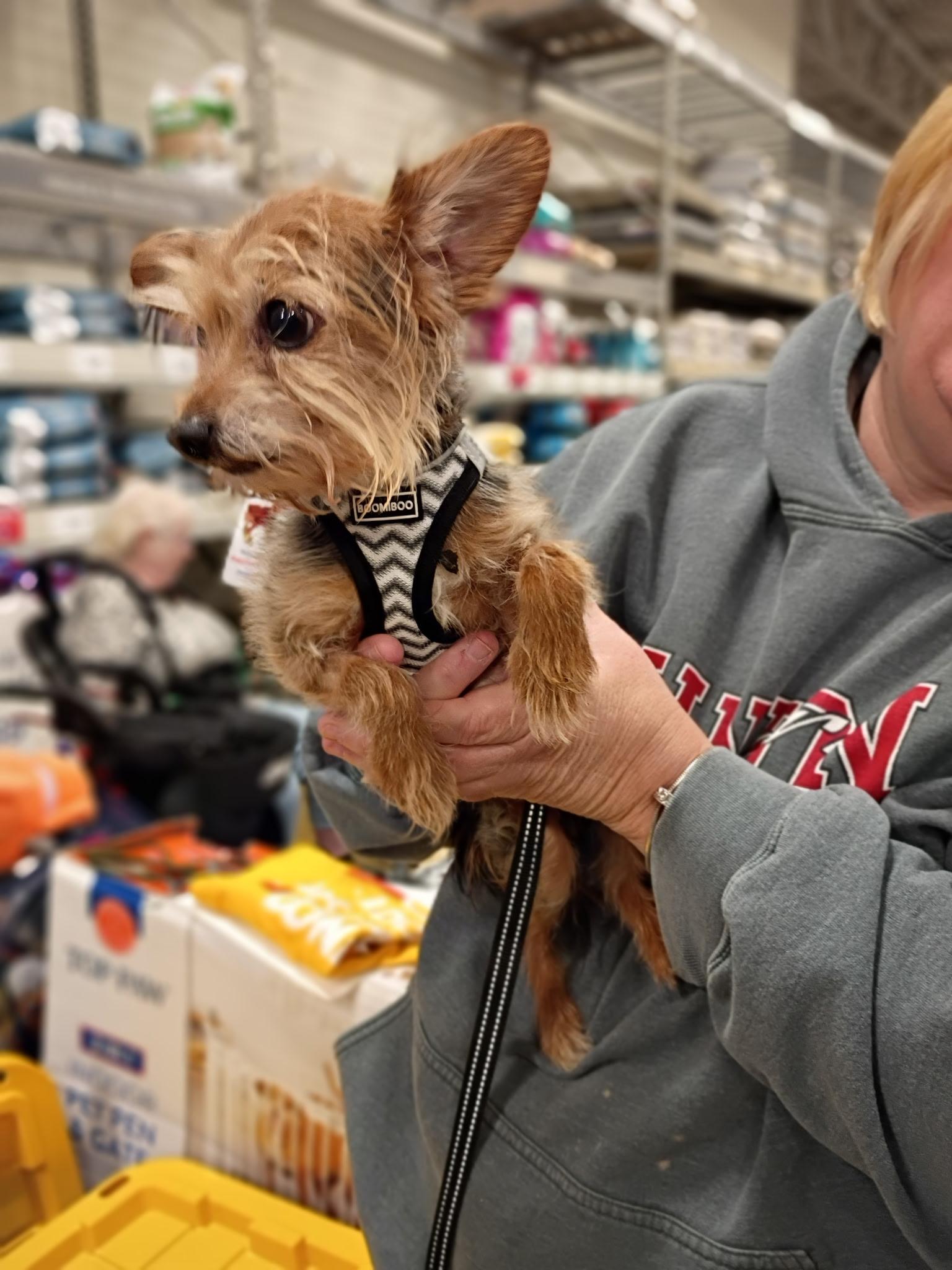 Squirt - 4.4 lbs!, an adopted mixed breed in Tulsa, OK image 3/4
