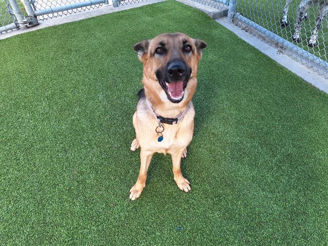 Enlarge SHOP TILL YOU DROOL, a Adoptable mixed breed in Grand Prairie, TX image 1/1