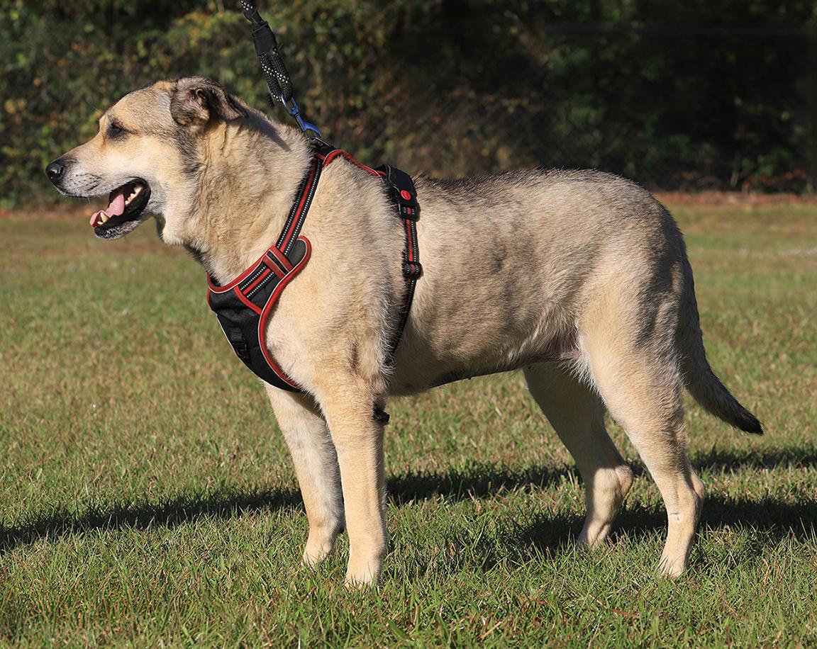 Enlarge Tessa, a Adoptable mixed breed in North Fort Myers, FL image 1/5