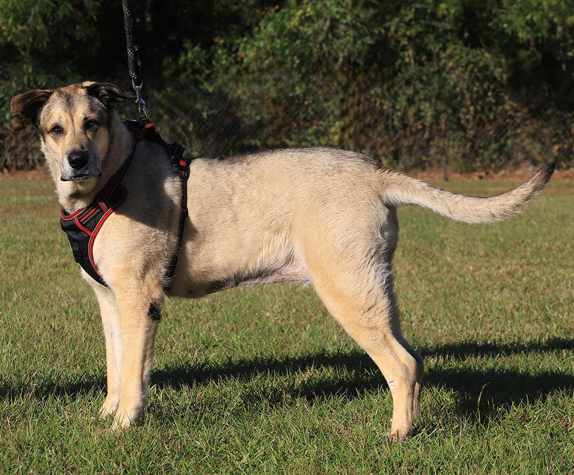 Enlarge Tessa, a Adoptable mixed breed in North Fort Myers, FL image 2/5