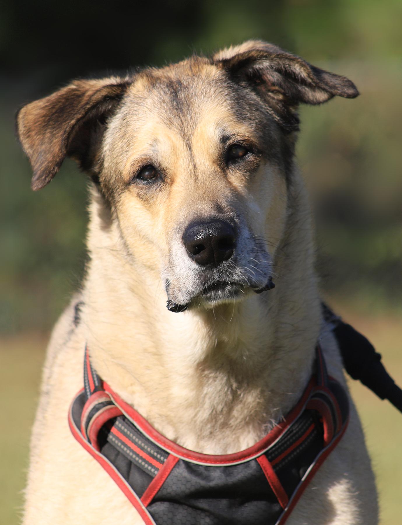 Enlarge Tessa, a Adoptable mixed breed in North Fort Myers, FL image 3/5