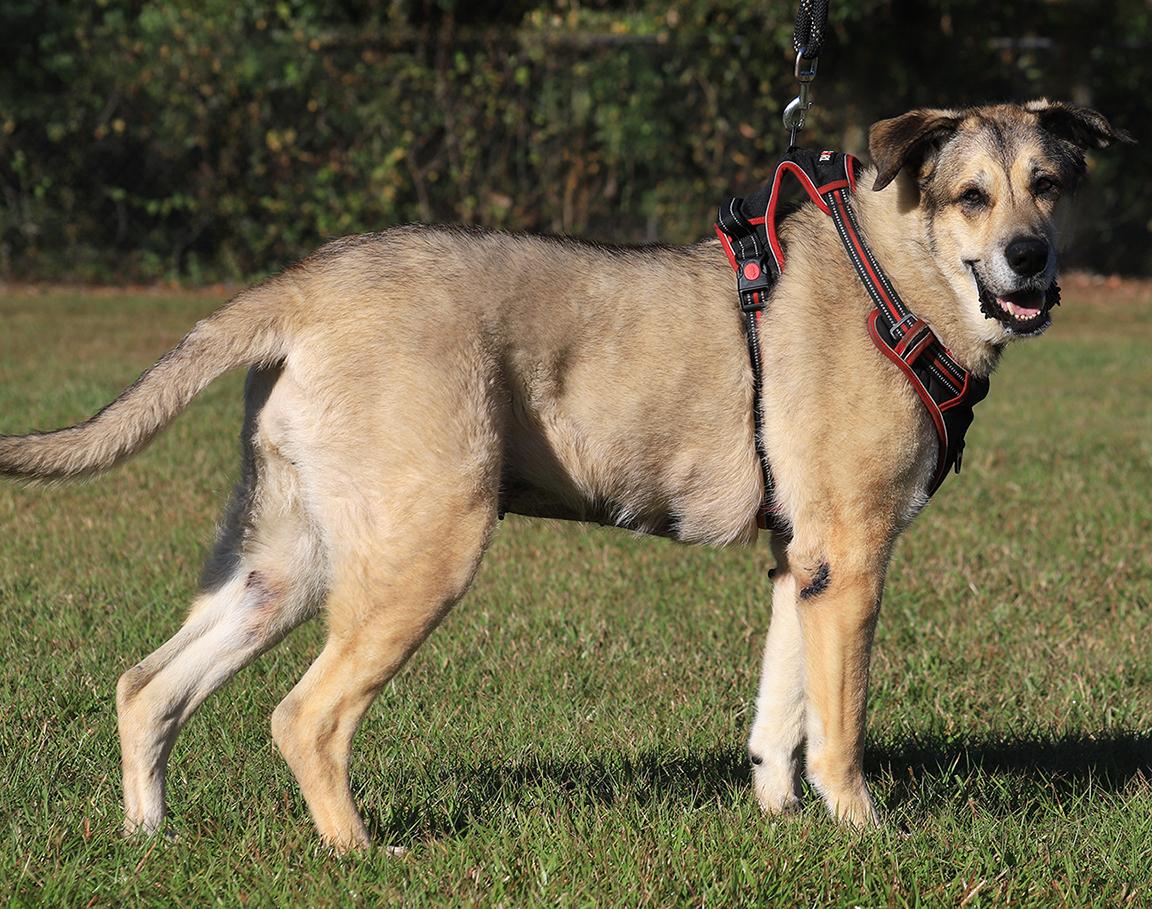Enlarge Tessa, a Adoptable mixed breed in North Fort Myers, FL image 4/5