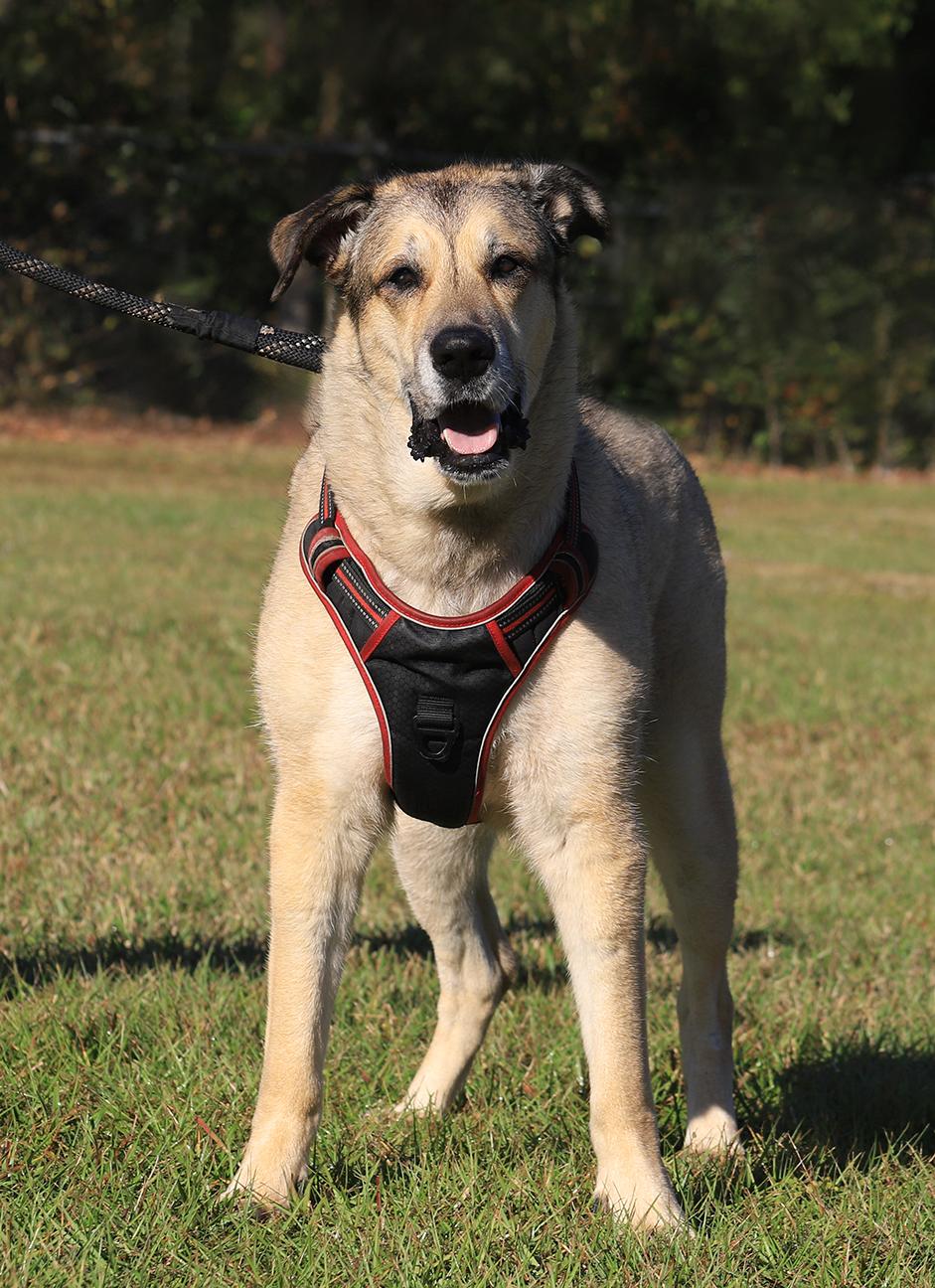 Enlarge Tessa, a Adoptable mixed breed in North Fort Myers, FL image 5/5