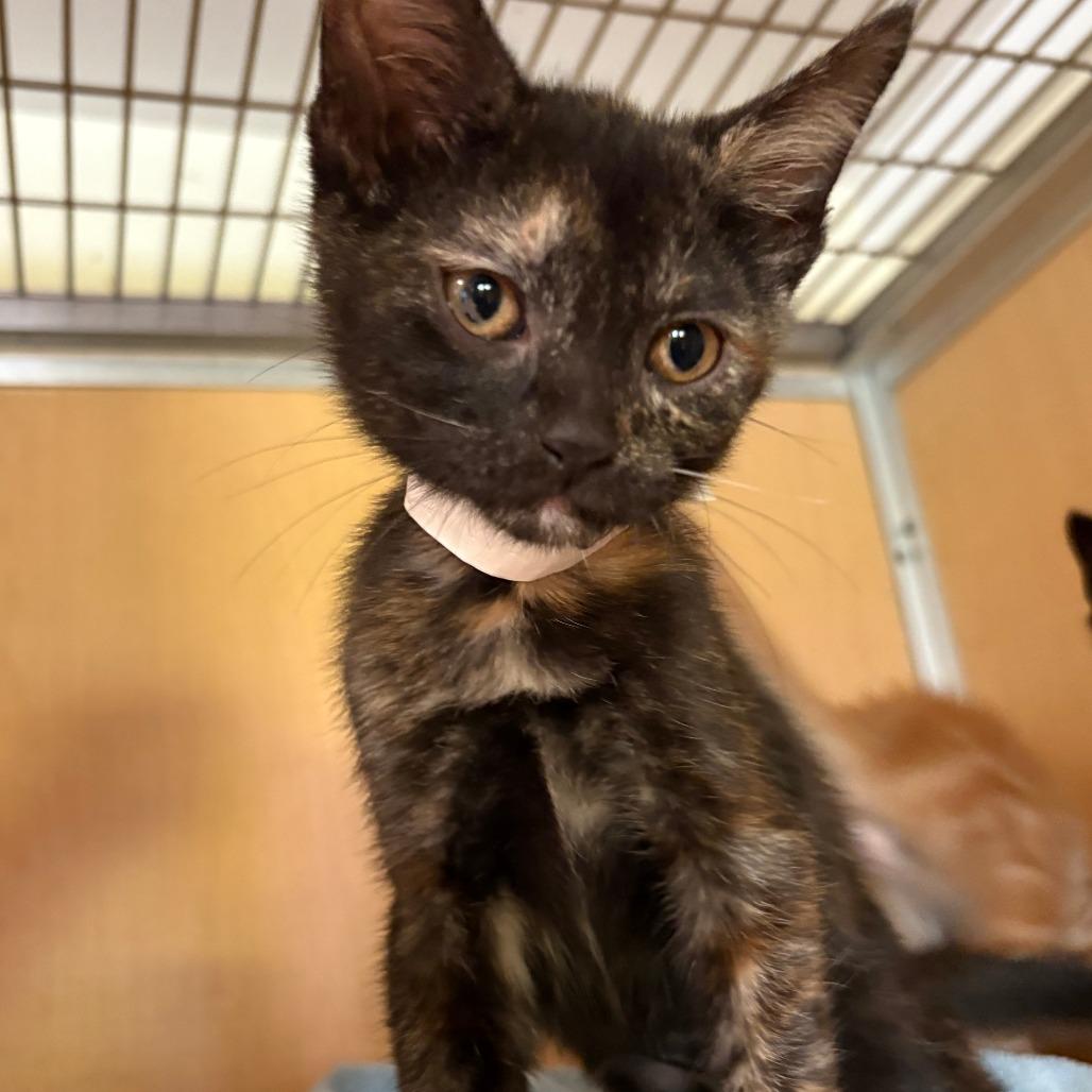 Okra, Adoptable, Kitten Female Domestic Short Hair & Domestic Short Hair.