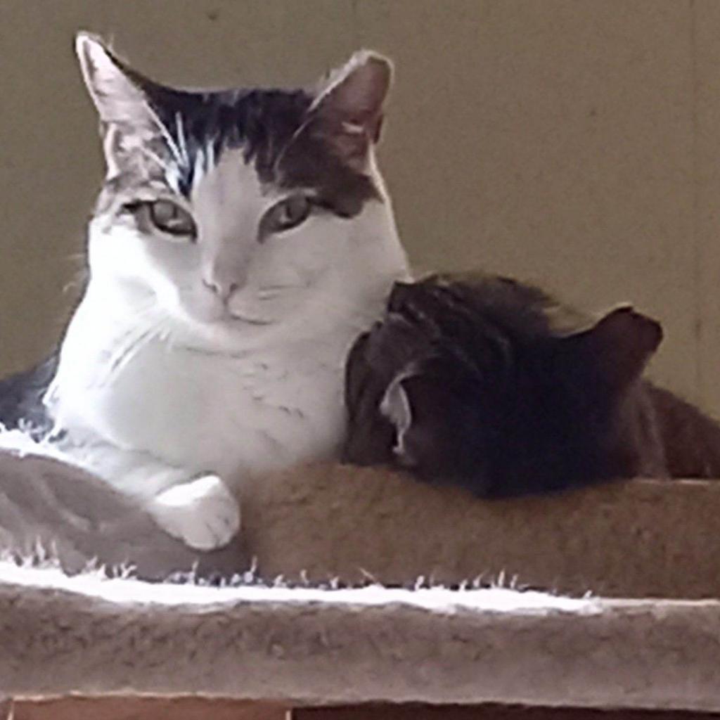 Enlarge Missile, a Adoptable Domestic Short Hair in Havre de Grace, MD image 1/2