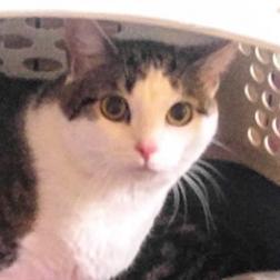 Enlarge Missile, a Adoptable Domestic Short Hair in Havre de Grace, MD image 2/2