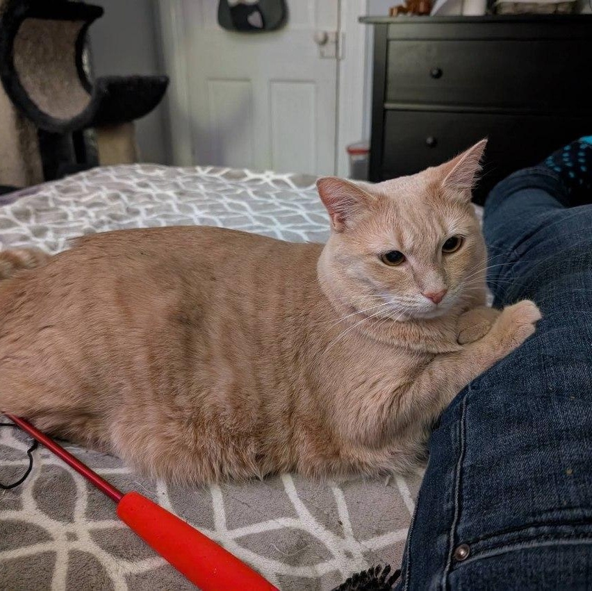 Pumpkin-Pretty Buff Miss