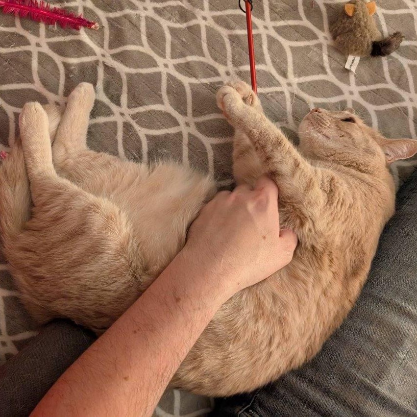 Pumpkin-Pretty Buff Miss