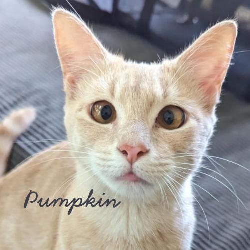 Pumpkin-Pretty Buff Miss