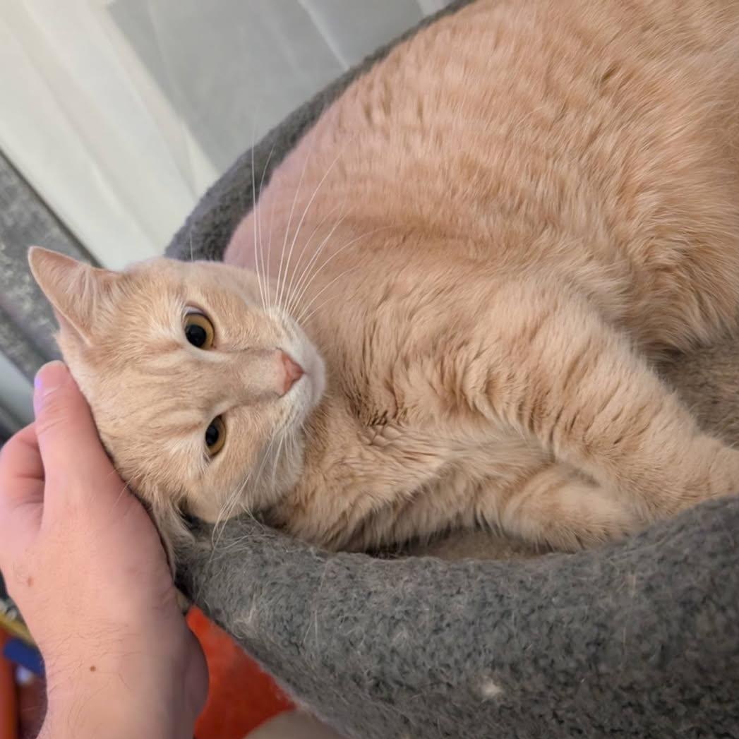 Pumpkin-Pretty Buff Miss