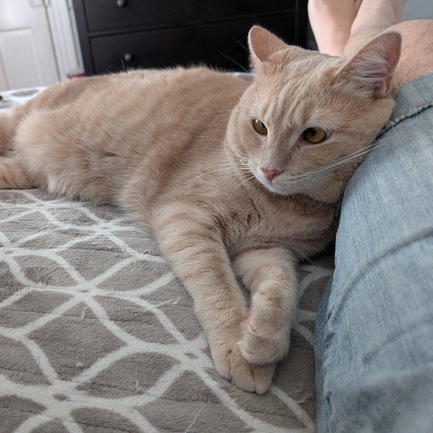 Pumpkin-Pretty Buff Miss