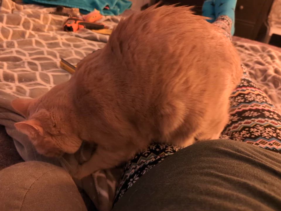 Enlarge Meet Pumpkin — A Rare Ginger Girl Looking for Her Forever Home, a Adoptable Tabby in Laurel, MD video 6/6