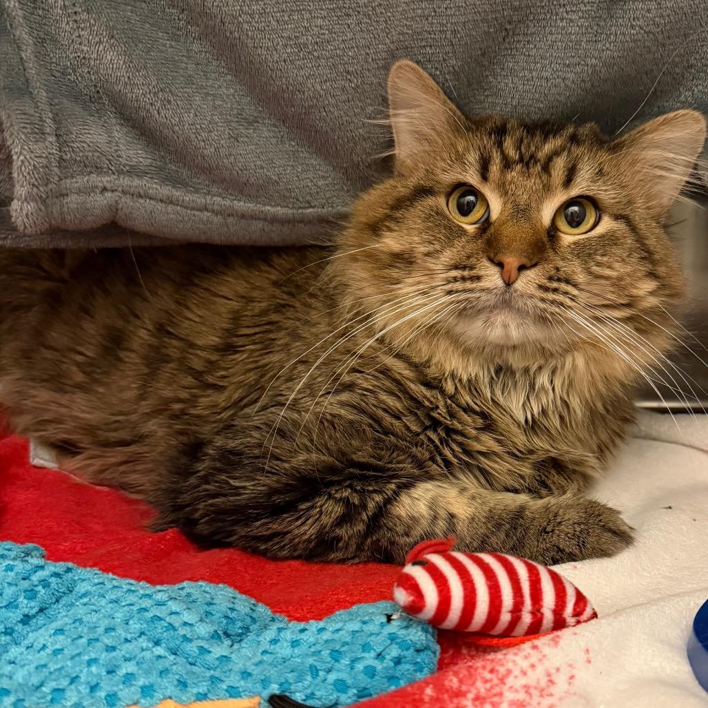 Enlarge Muria, a Adoptable Domestic Long Hair in Council Bluffs, IA image 1/1