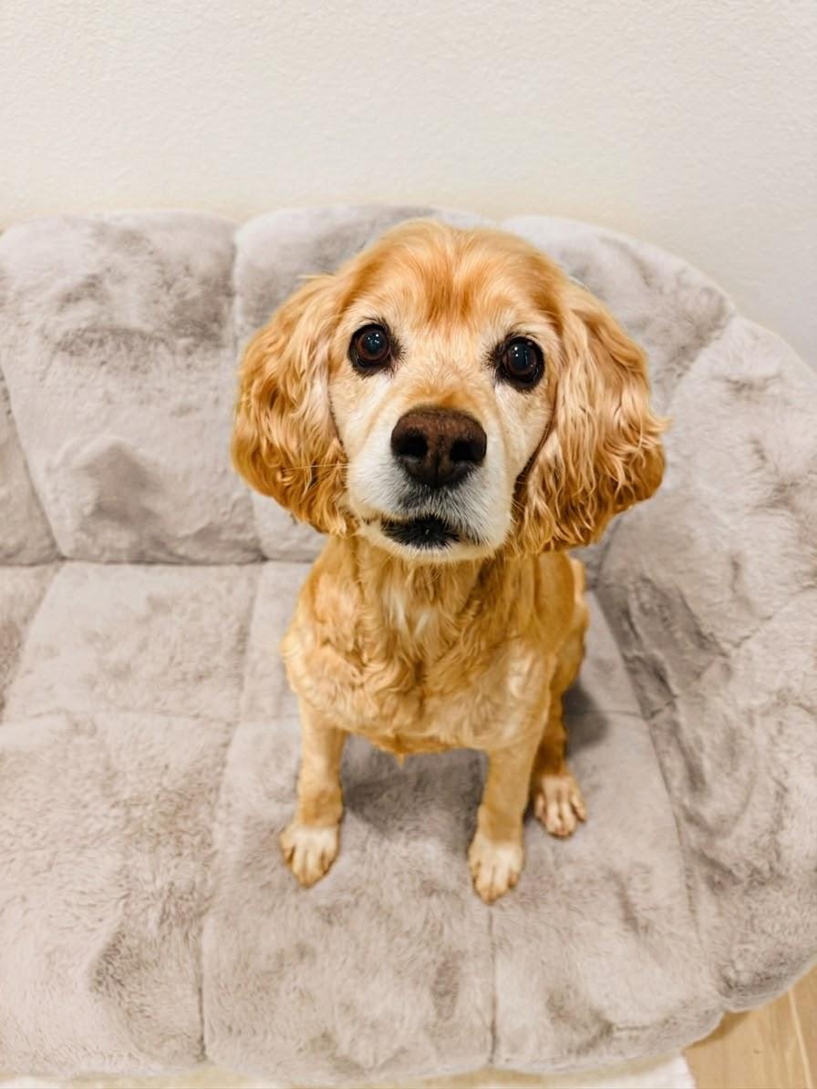 Enlarge Rocky, a Adoptable mixed breed in South San Francisco, CA image 1/6