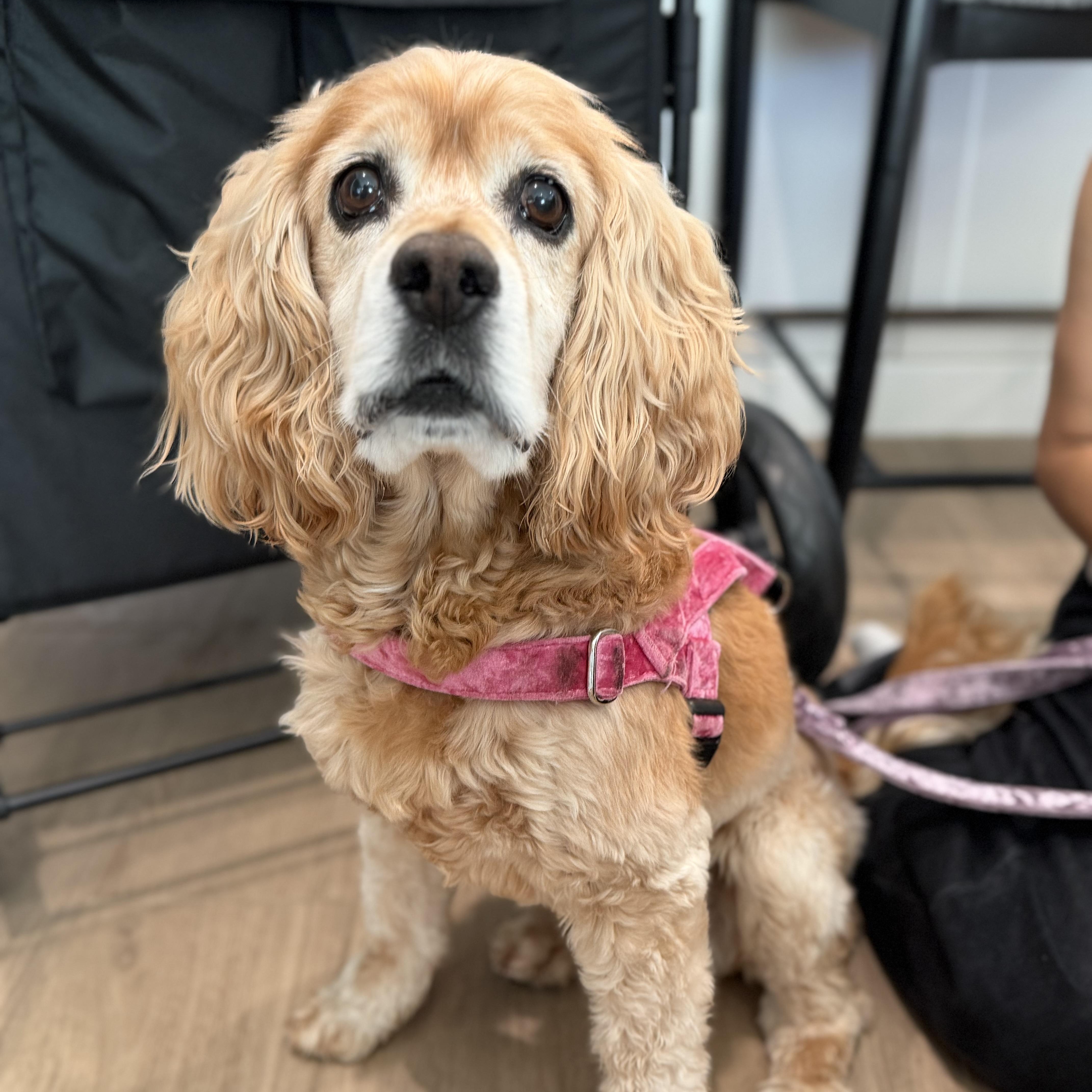 Rocky, Adoptable, Adult Male Cocker Spaniel.