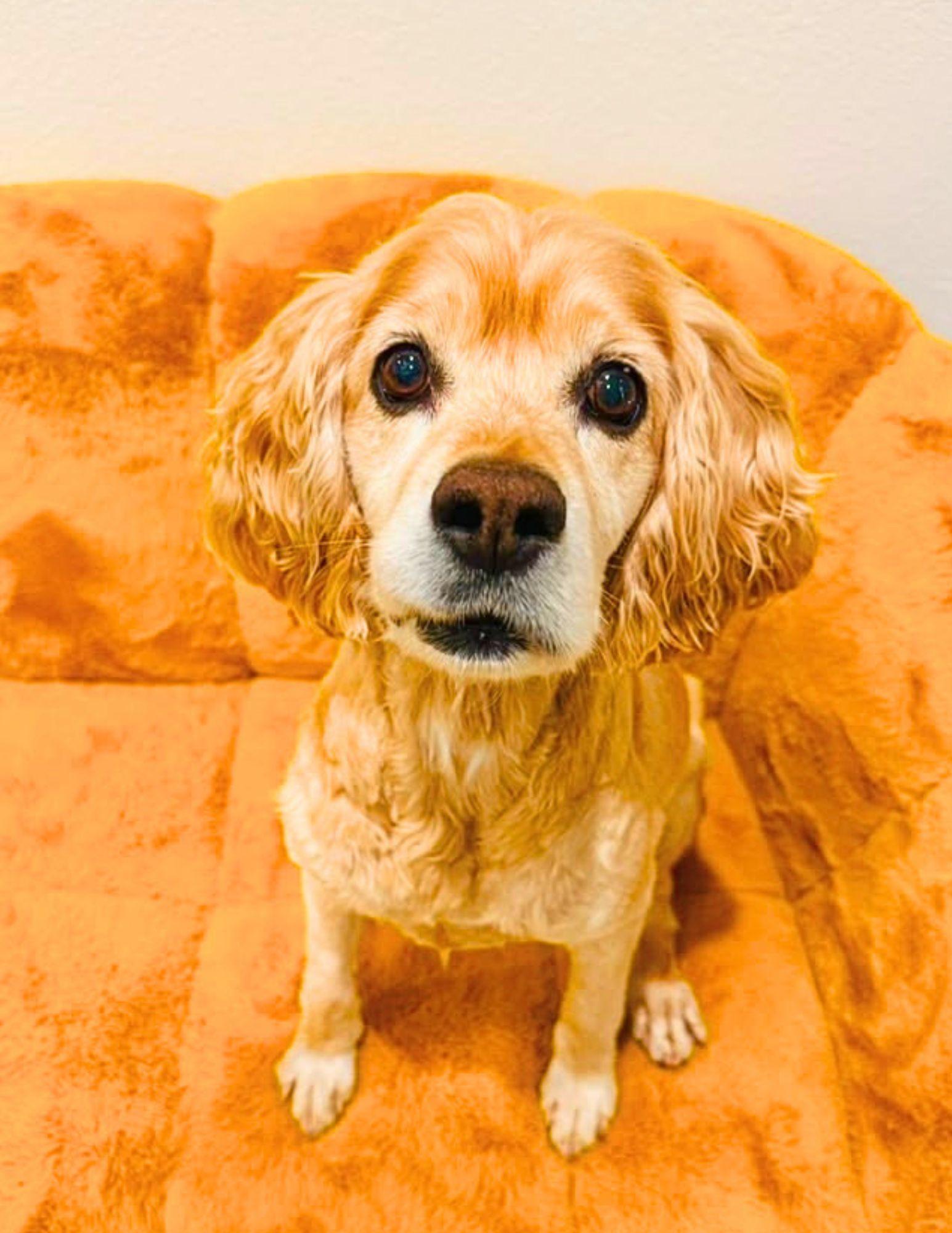 Rocky, Adoptable, Adult Male Cocker Spaniel.