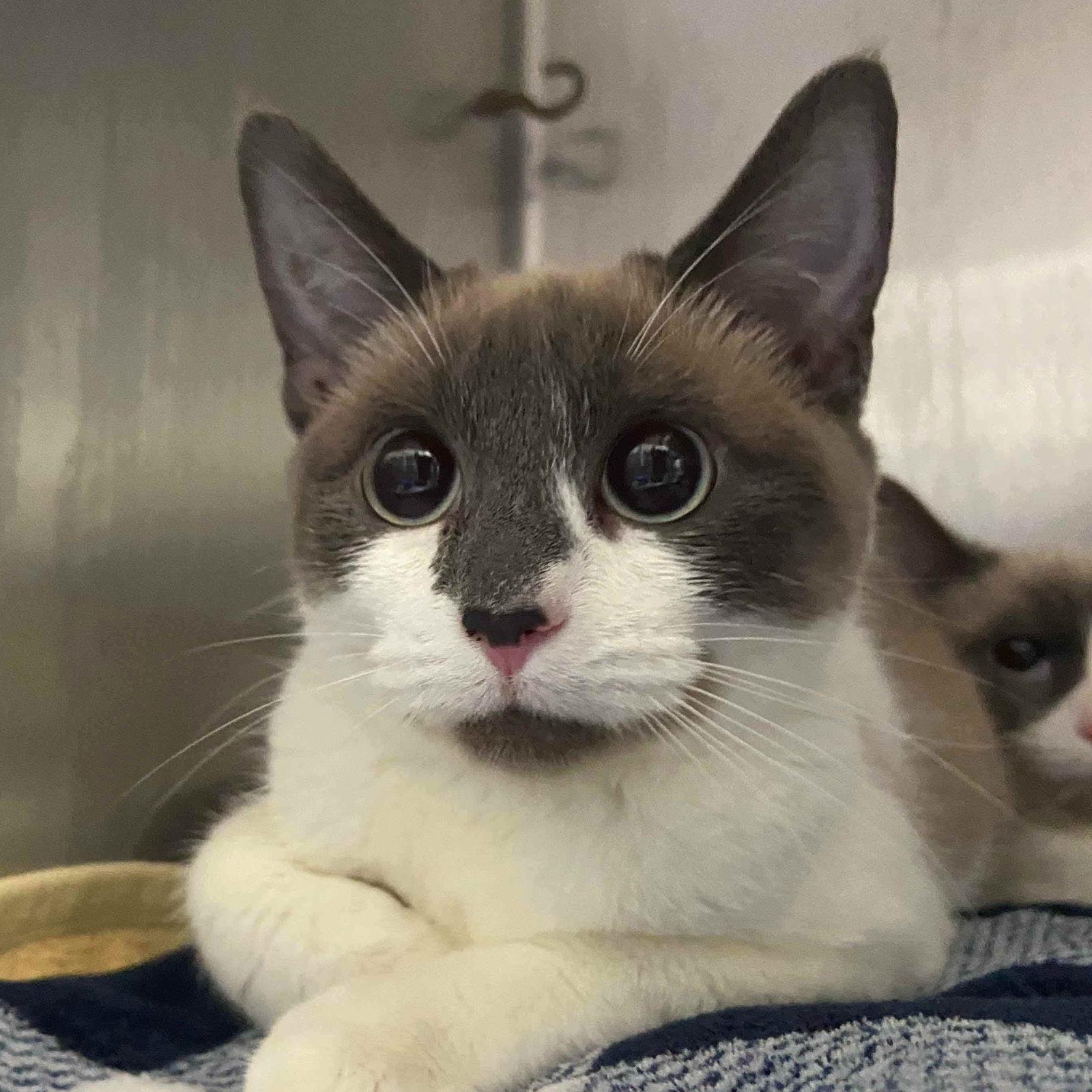Medallia (bonded w/ Gemma), a Adopted Snowshoe in Oakland, CA image 1/3