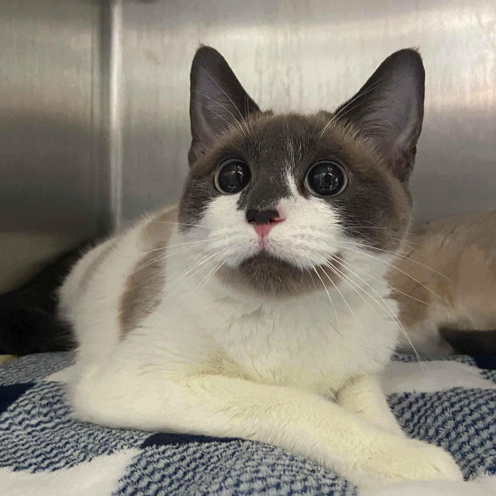 Medallia (bonded w/ Gemma), a Adopted Snowshoe in Oakland, CA image 2/3