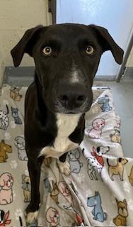 Tobias, ADOPTABLE, Young Male Border Collie & Foxhound.