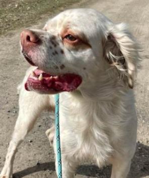 Enlarge Gollum, a ADOPTABLE Setter in Colville , WA image 3/5