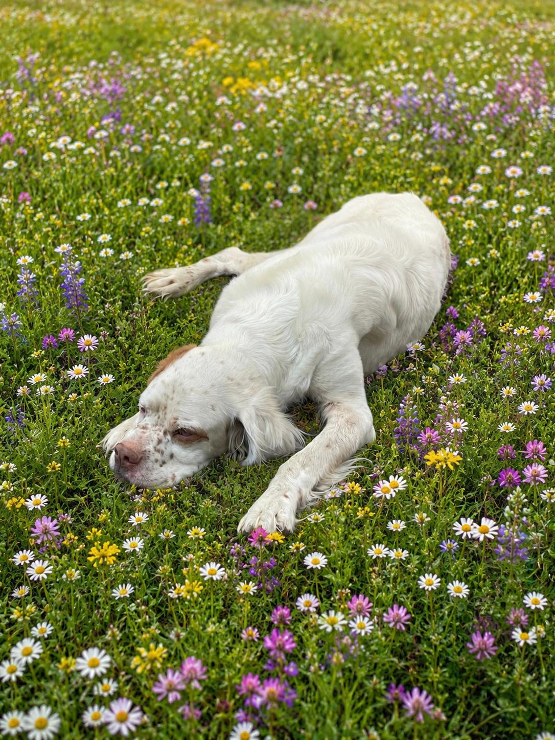 Enlarge Gollum, a ADOPTABLE Setter in Colville , WA image 5/5
