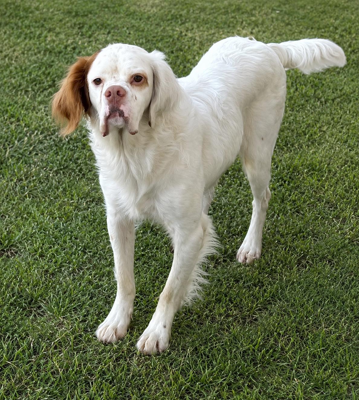 Enlarge Gollum, a ADOPTABLE Setter in Colville , WA image 1/5