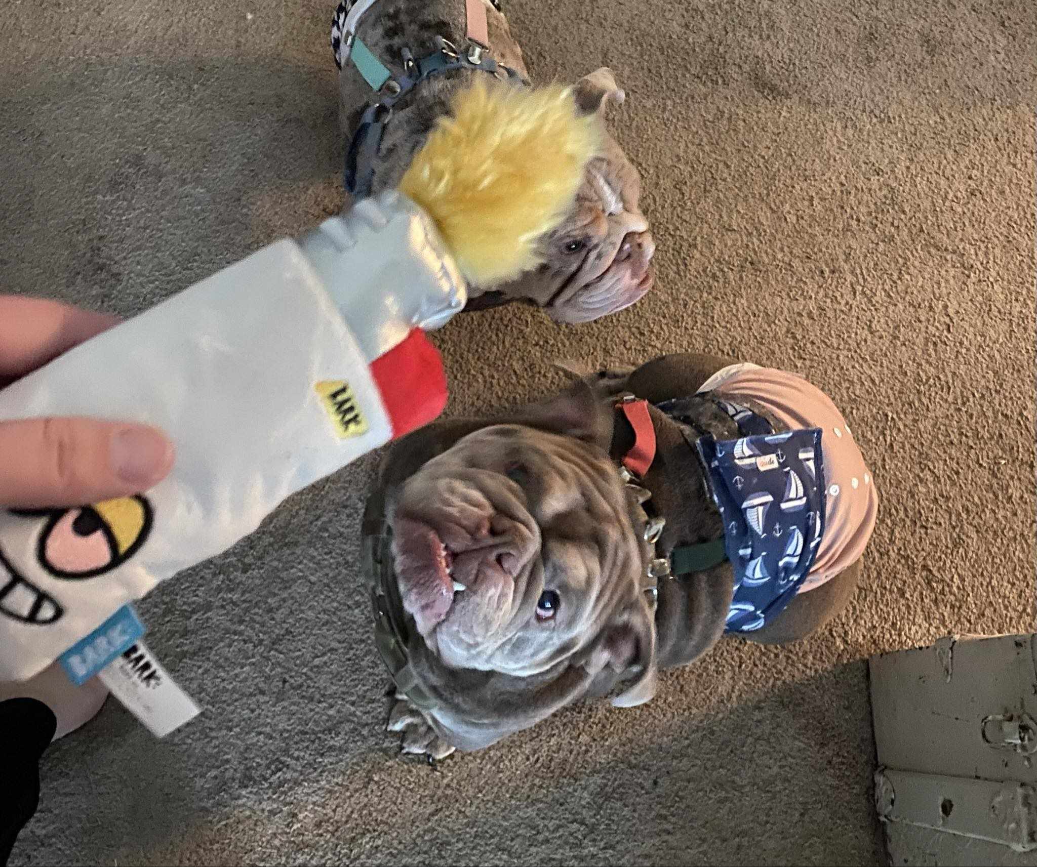 Enlarge Tommy, a Adoptable English Bulldog in Clovis, CA image 1/2