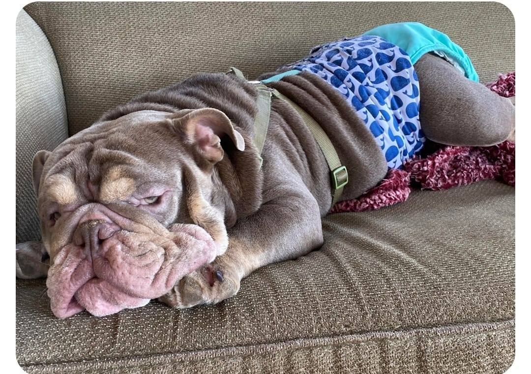 Enlarge Tommy, a Adoptable English Bulldog in Clovis, CA image 2/2