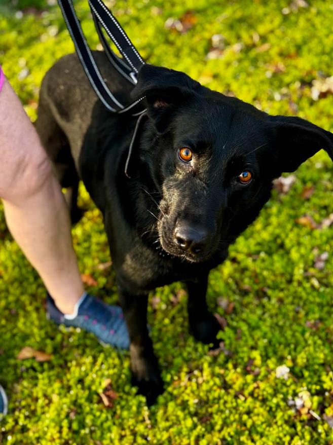 Enlarge Bluey, a ADOPTABLE mixed breed in Joppa, AL image 4/4