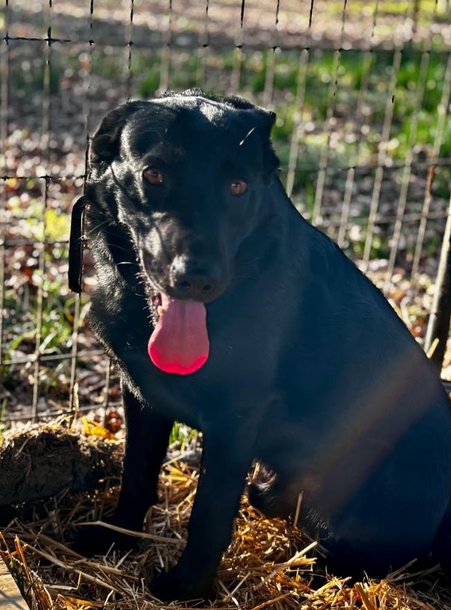 Enlarge Bluey, a ADOPTABLE mixed breed in Joppa, AL image 2/4