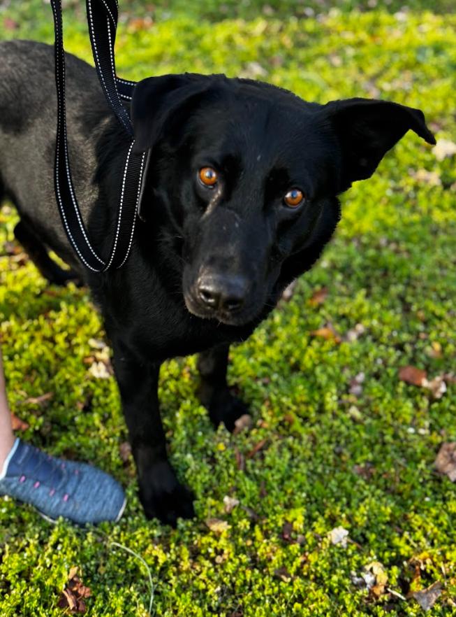 Enlarge Bluey, a ADOPTABLE mixed breed in Joppa, AL image 3/4
