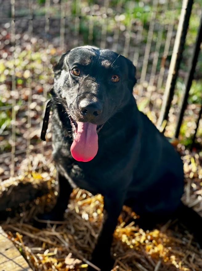 Enlarge Bluey, a ADOPTABLE mixed breed in Joppa, AL image 1/4