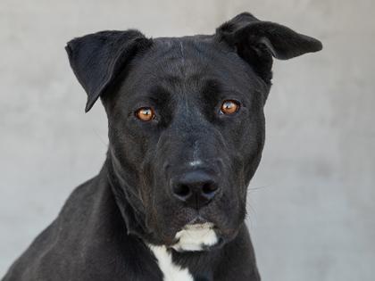 Enlarge Ducky, a Adoptable mixed breed in Longmont, CO image 2/3
