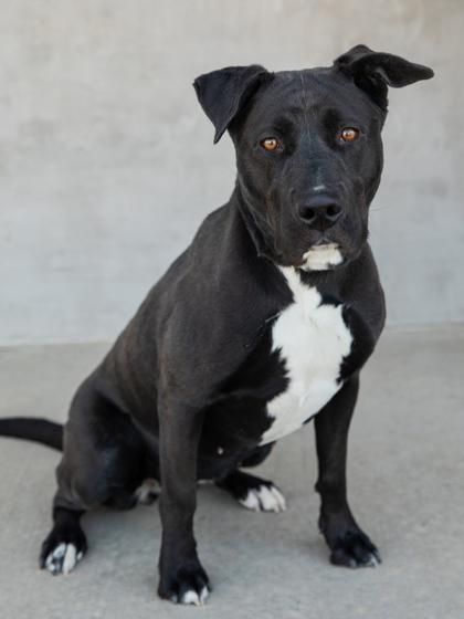 Ducky, a Adoptable mixed breed in Longmont, CO image 3/3