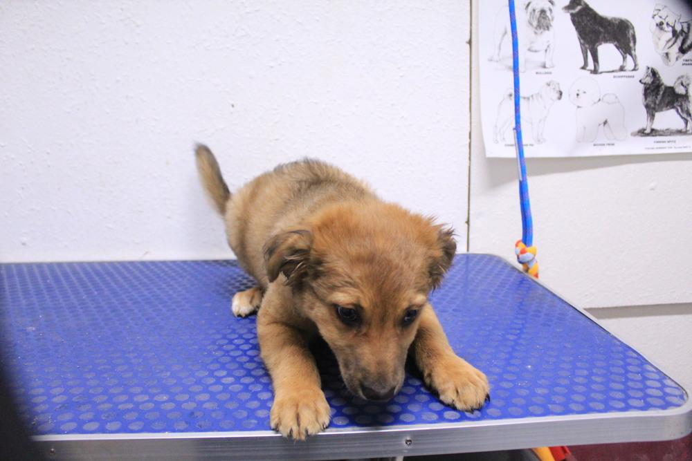 Enlarge spongebob, a Adoptable mixed breed in Stockton, CA image 1/2