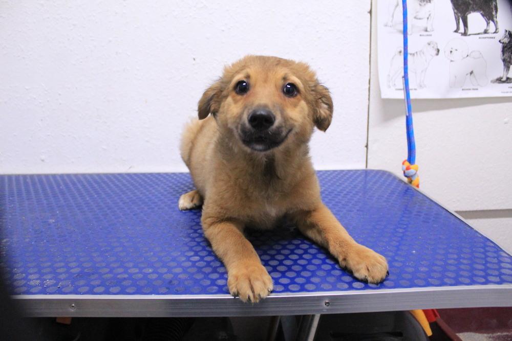 Enlarge spongebob, a Adoptable mixed breed in Stockton, CA image 2/2