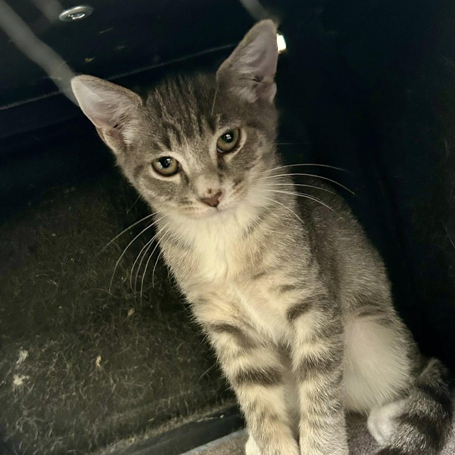 BUFFY, a Adoptable Domestic Short Hair in Santa Monica, CA image 2/3