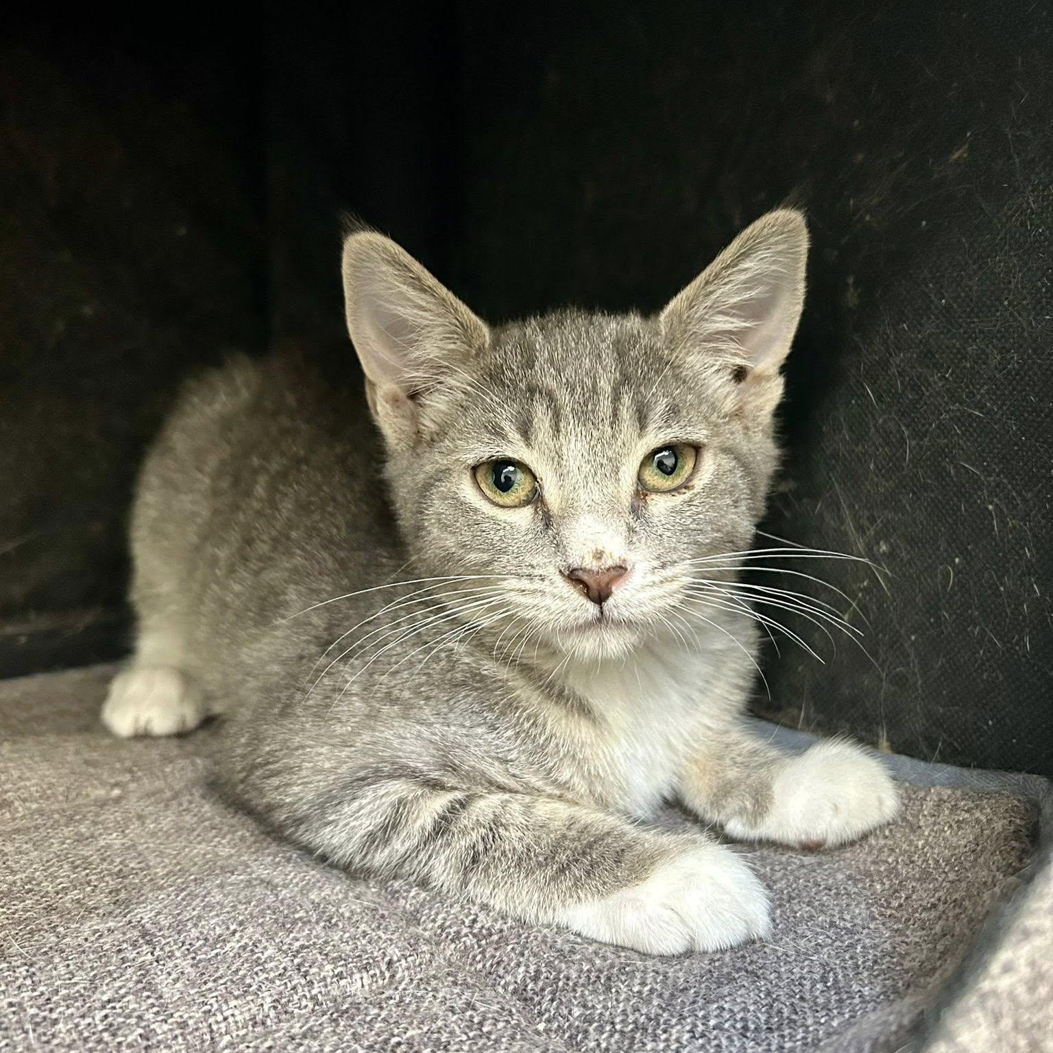 BUFFY, a Adoptable Domestic Short Hair in Santa Monica, CA image 1/3