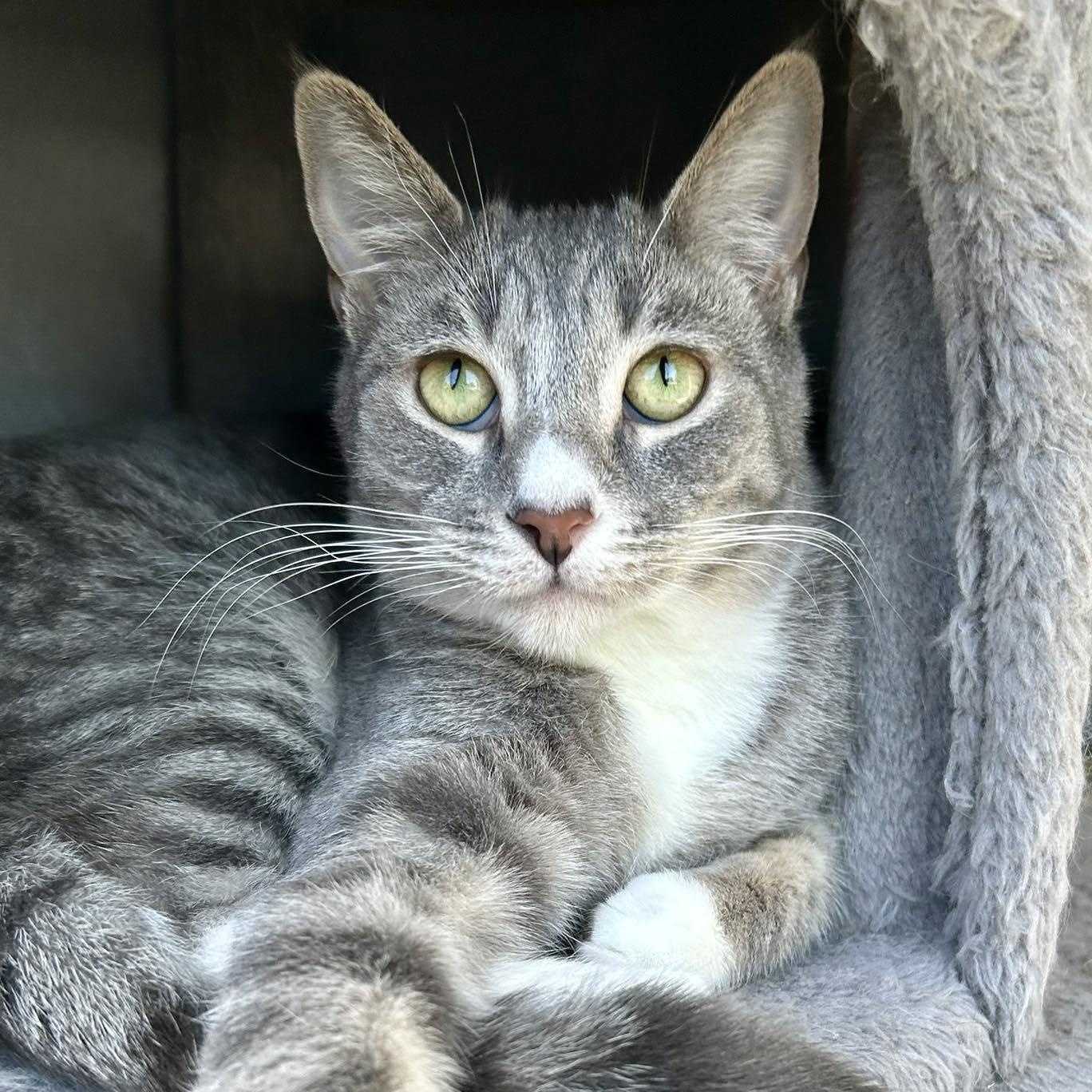 BUFFY, adoptable, Young Female Domestic Short Hair.