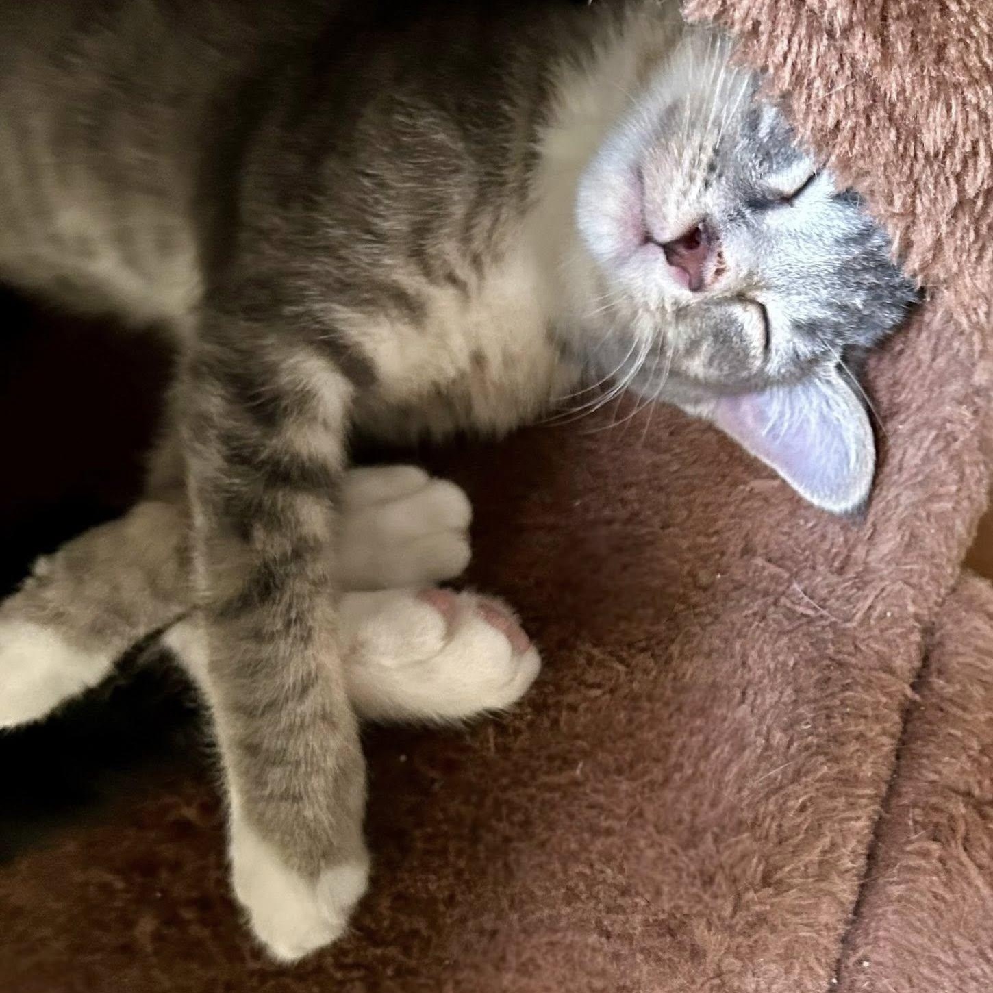 BUFFY, a Adoptable Domestic Short Hair in Santa Monica, CA image 3/3