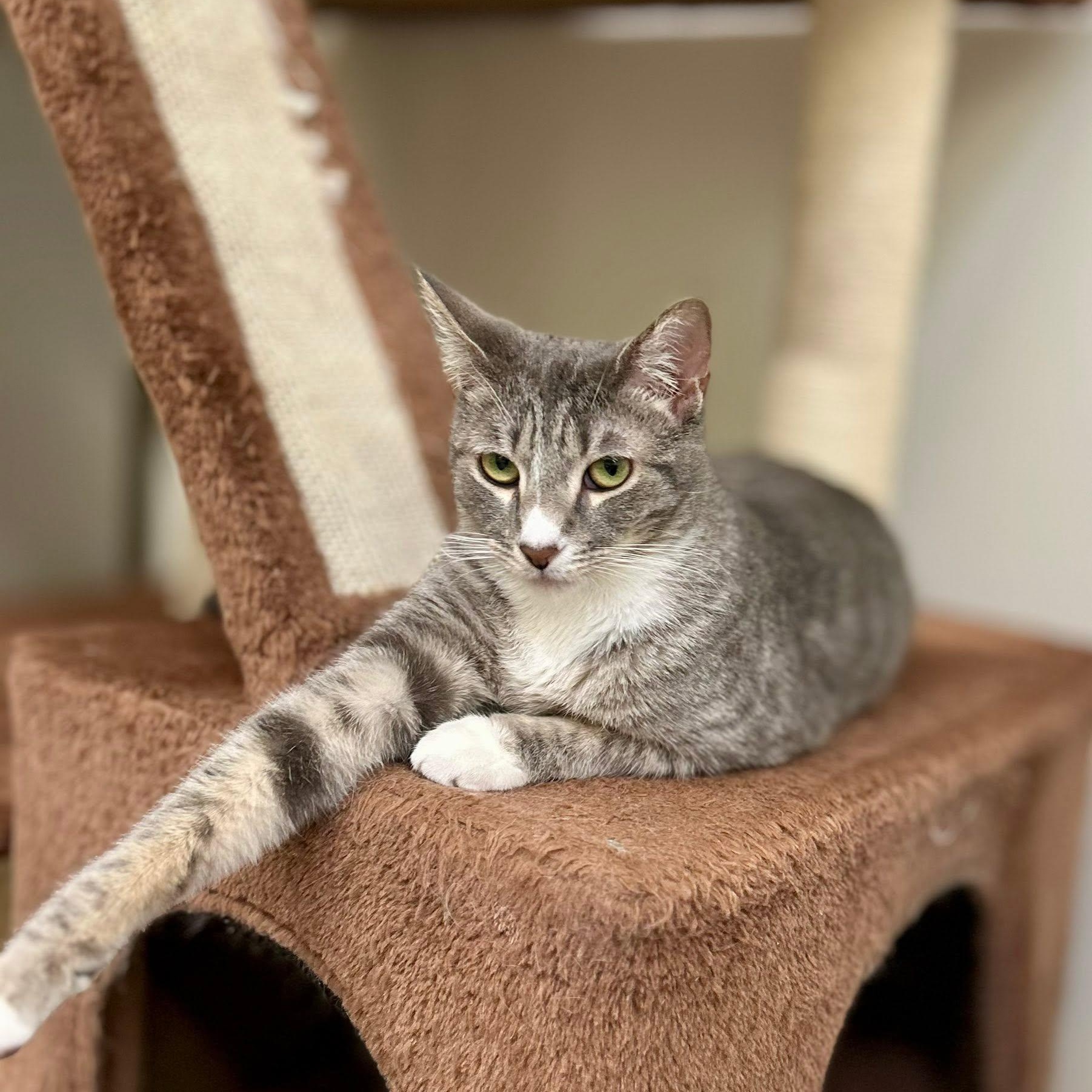 Enlarge BUFFY, an adoptable Domestic Short Hair in Santa Monica, CA image 3/3